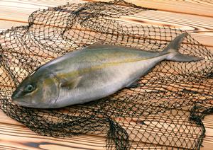 那覇空港店|株式会社ジミーの多彩なランチとお土産ショップの魅力