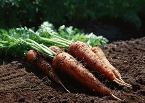 居酒家 土間土間 八重洲店の魅力と詳細