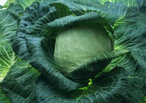 大阪を代表するお好み焼きの名店「ぼてぢゅう」グループの公式ウェブサイトと店舗情報