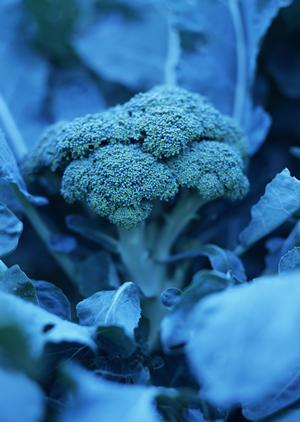 ギフト用無添加スイーツが作りたいなら